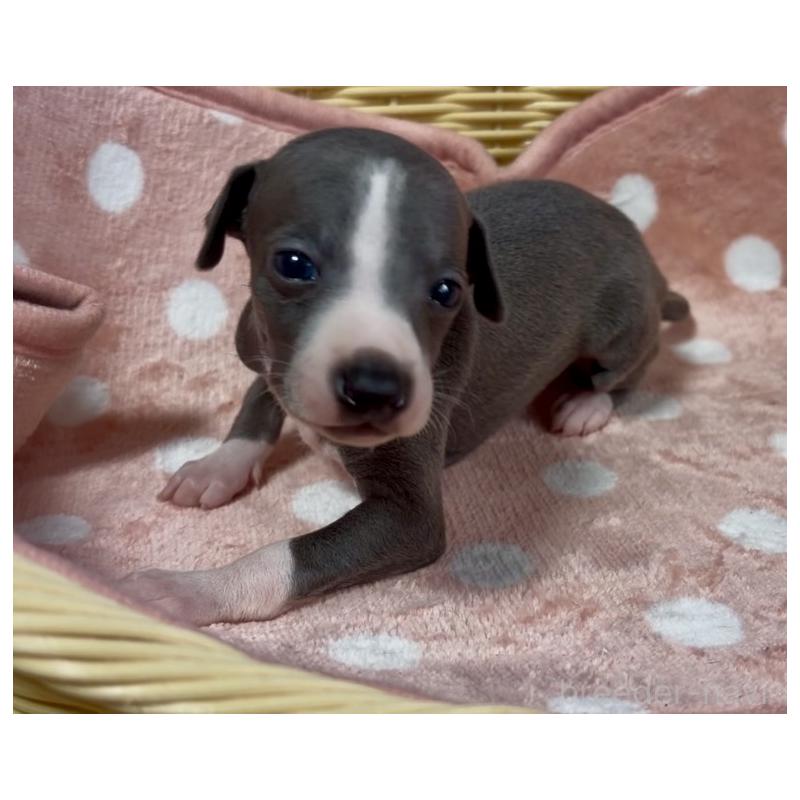 販売中の岩手県のイタリアングレーハウンド(イタグレ)-419539