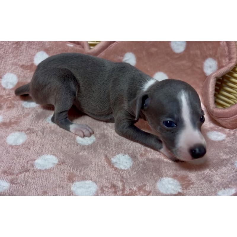 販売中の岩手県のイタリアングレーハウンド(イタグレ)-419539の6枚目