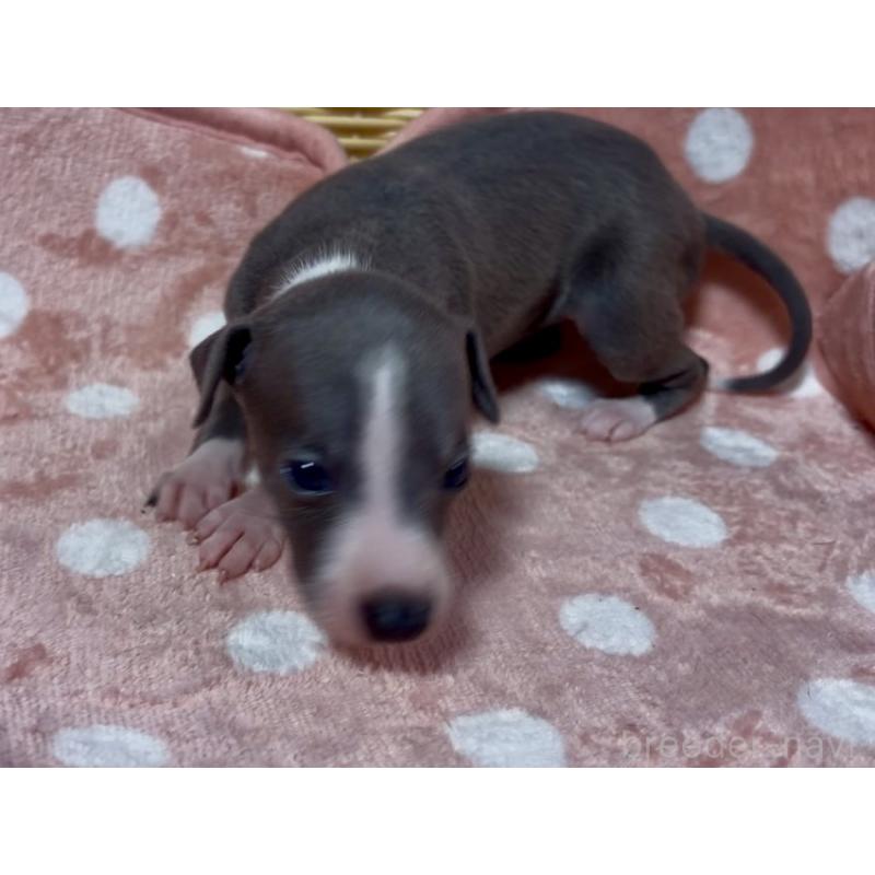 販売中の岩手県のイタリアングレーハウンド(イタグレ)-419539の5枚目