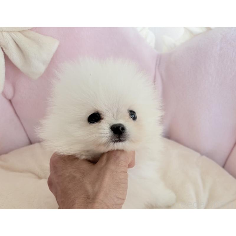 販売中の愛知県のポメラニアン-423667の10枚目
