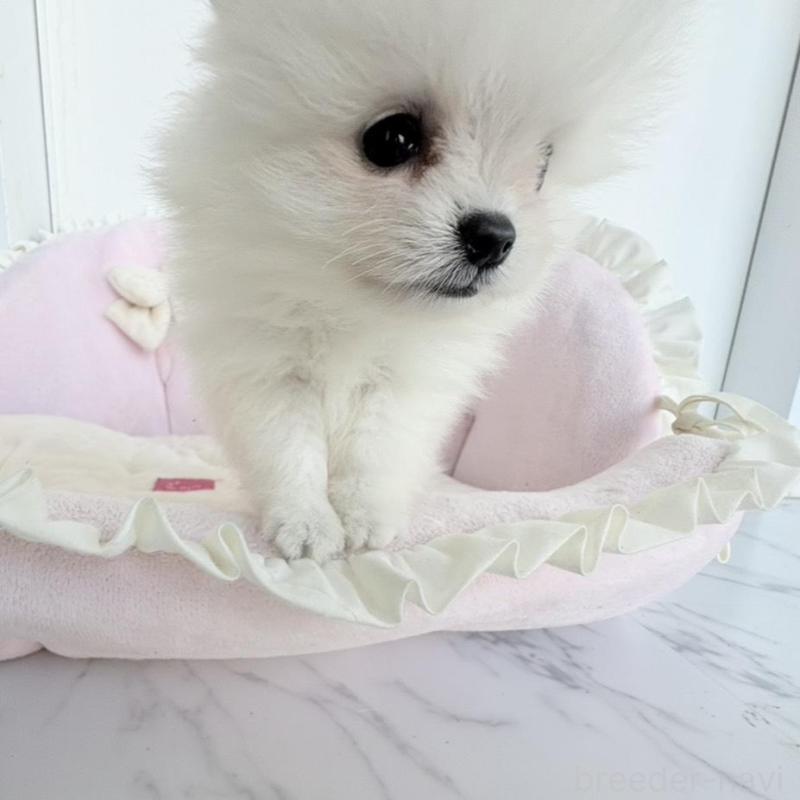 販売中の愛知県のポメラニアン-423667の9枚目