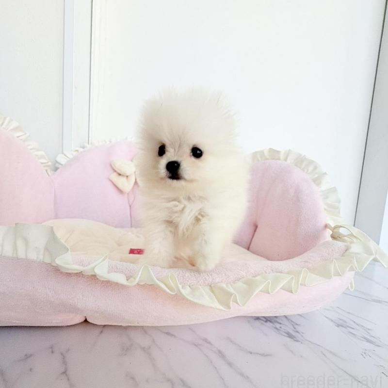 販売中の愛知県のポメラニアン-423667の8枚目