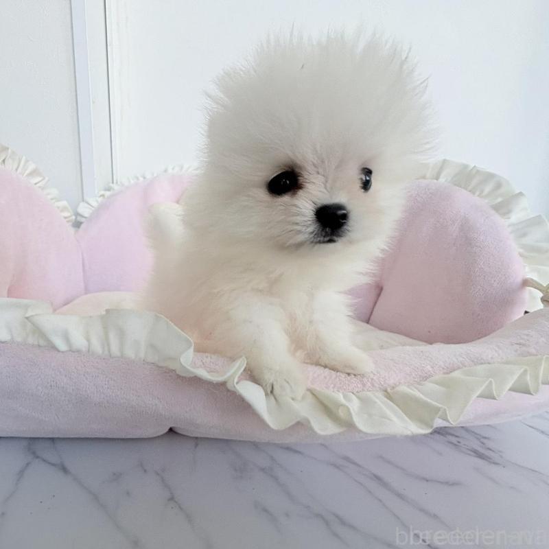 販売中の愛知県のポメラニアン-423667の7枚目