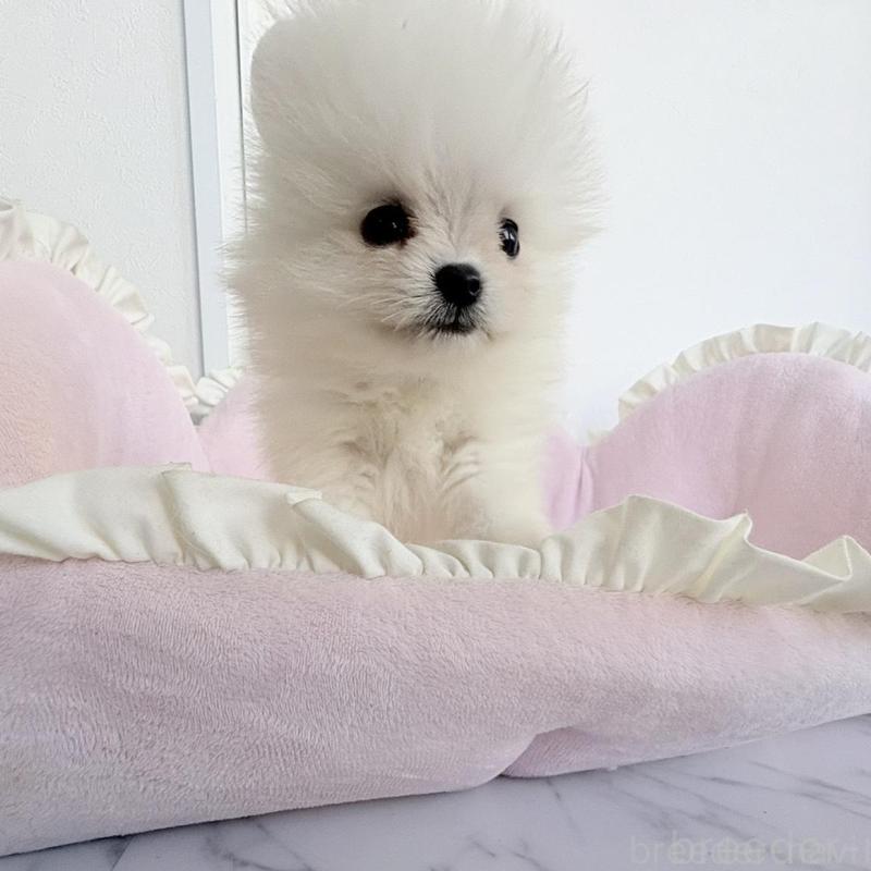 販売中の愛知県のポメラニアン-423667の6枚目