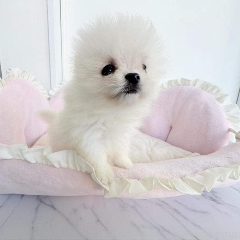 販売中の愛知県のポメラニアン-423667の5枚目