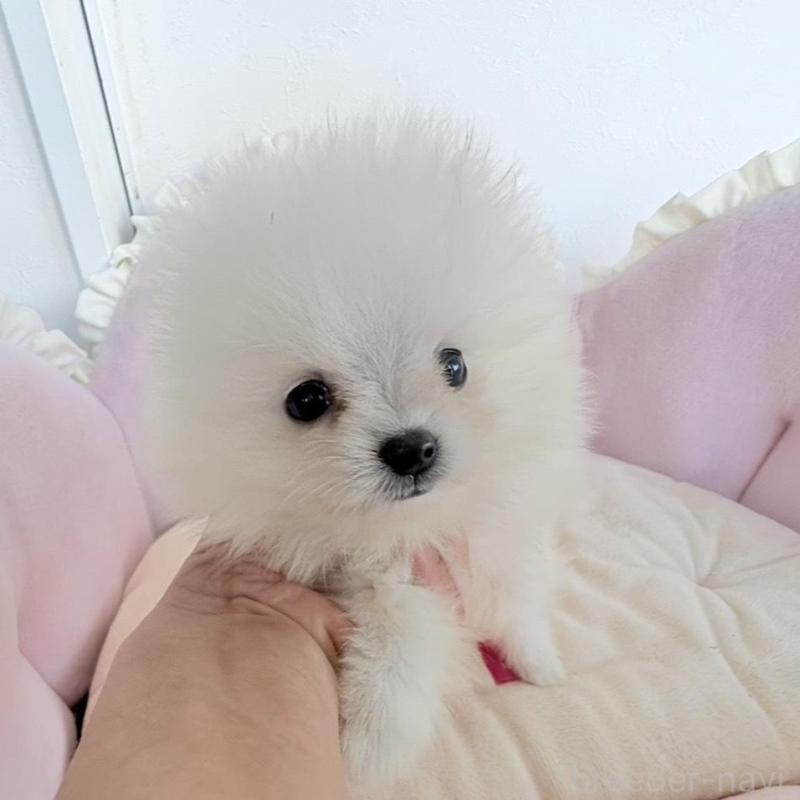 販売中の愛知県のポメラニアン-423667の4枚目