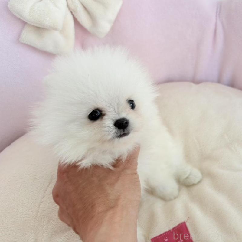 販売中の愛知県のポメラニアン-423667の3枚目