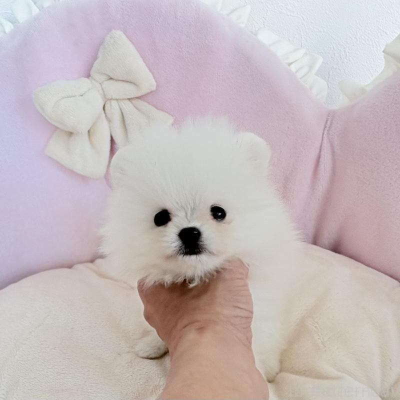 販売中の愛知県のポメラニアン-423667の2枚目