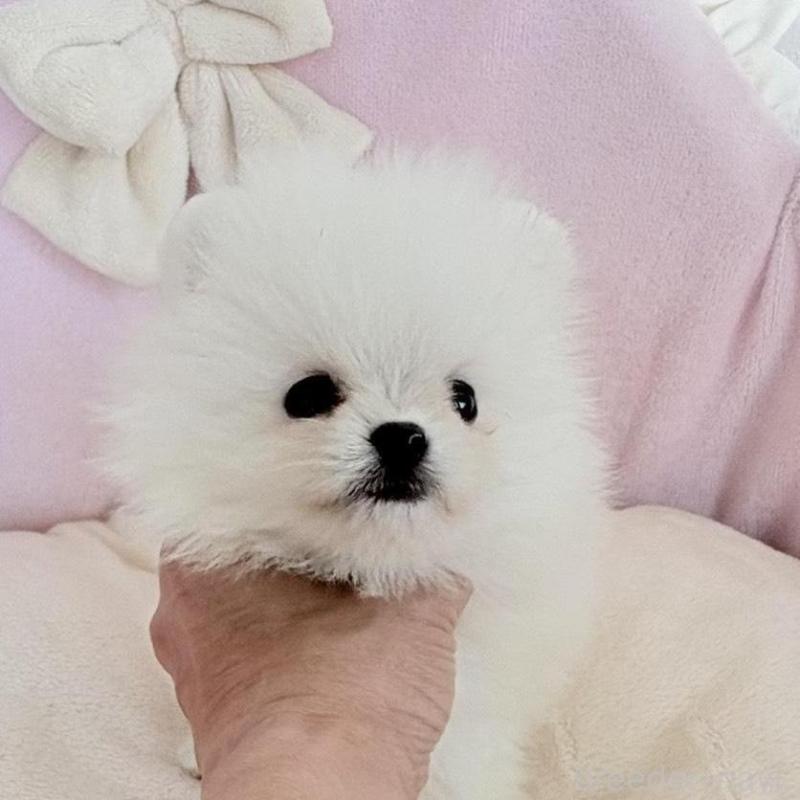 販売中の愛知県のポメラニアン-423667の1枚目