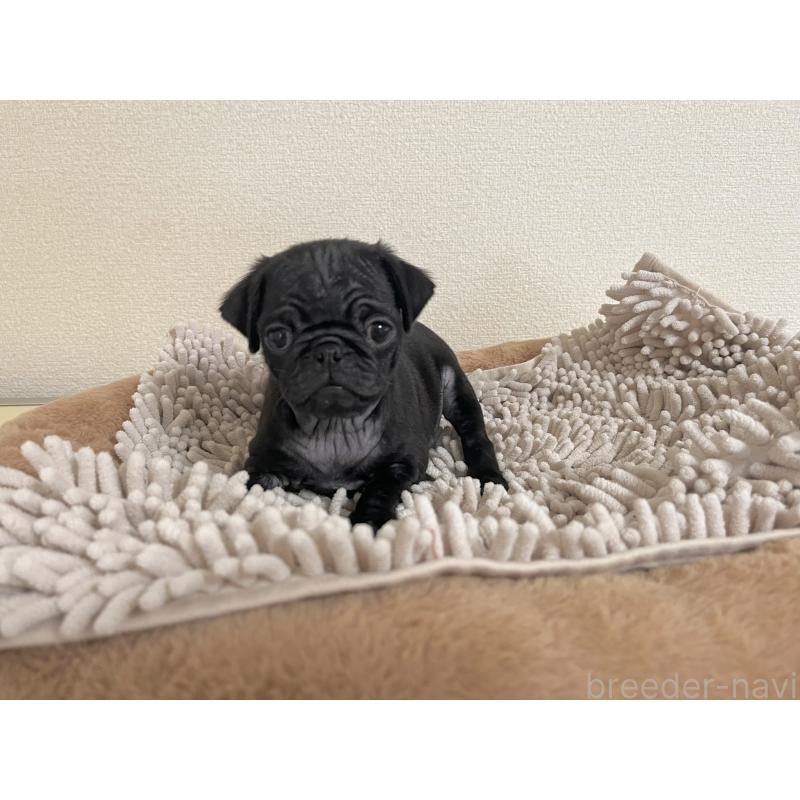 販売中の東京都のパグ-414460の3枚目