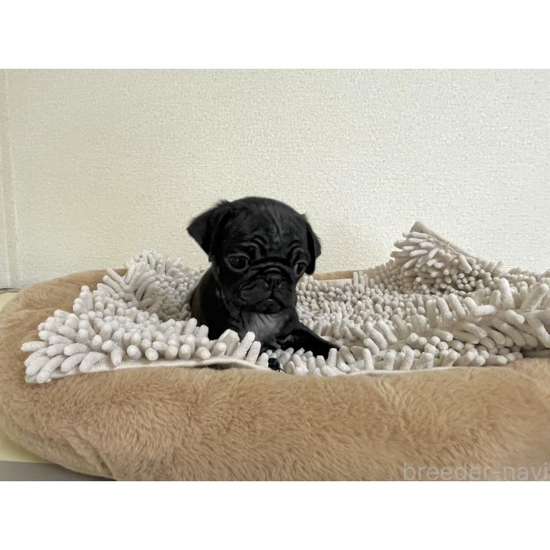 販売中の東京都のパグ-414460の2枚目