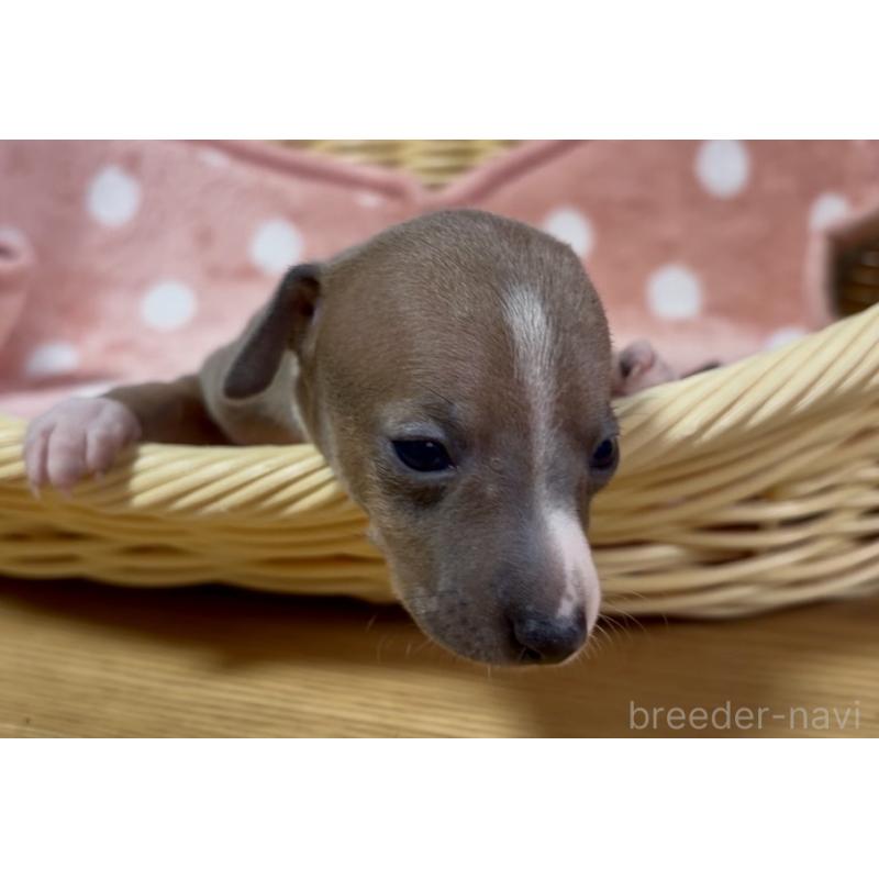 成約済の岩手県のイタリアングレーハウンド(イタグレ)-422072の6枚目