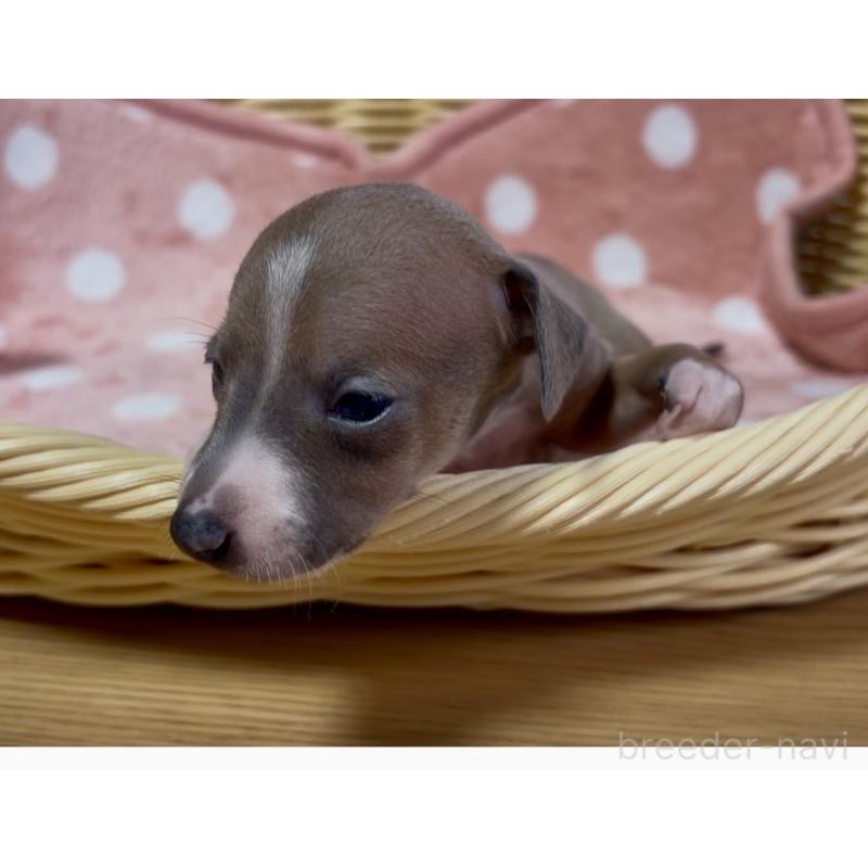 成約済の岩手県のイタリアングレーハウンド(イタグレ)-422072の7枚目