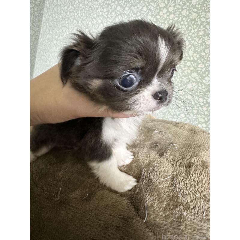 販売中の福島県のチワワ(ロングコート)-423668の1枚目