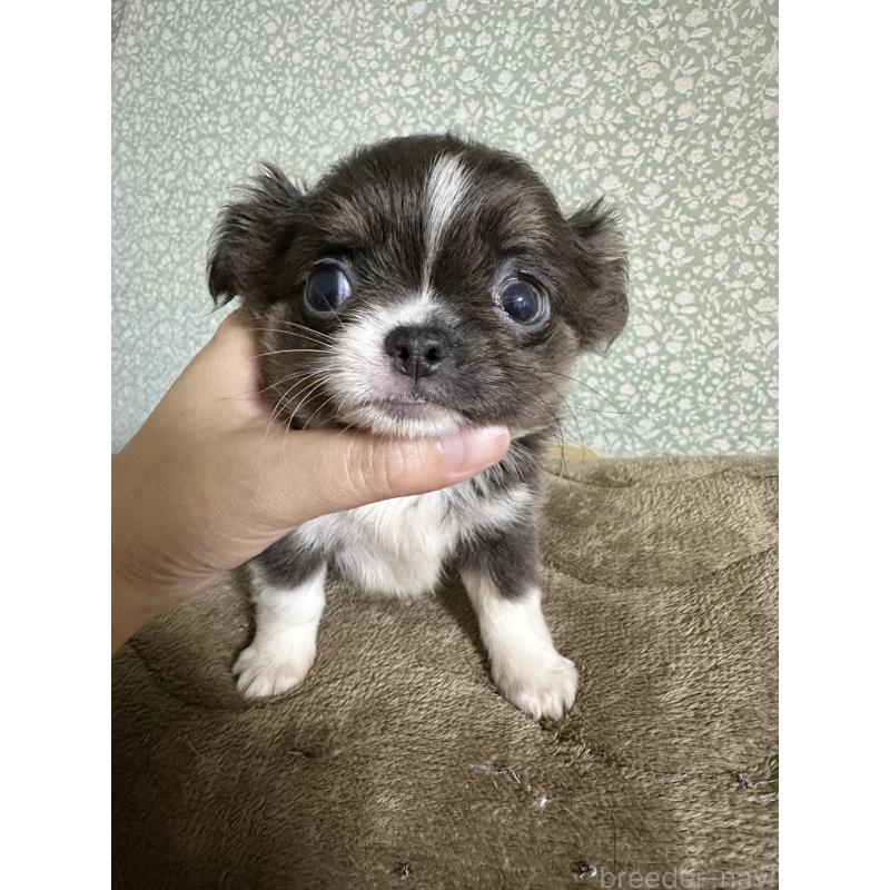 販売中の福島県のチワワ(ロングコート)-423668の2枚目