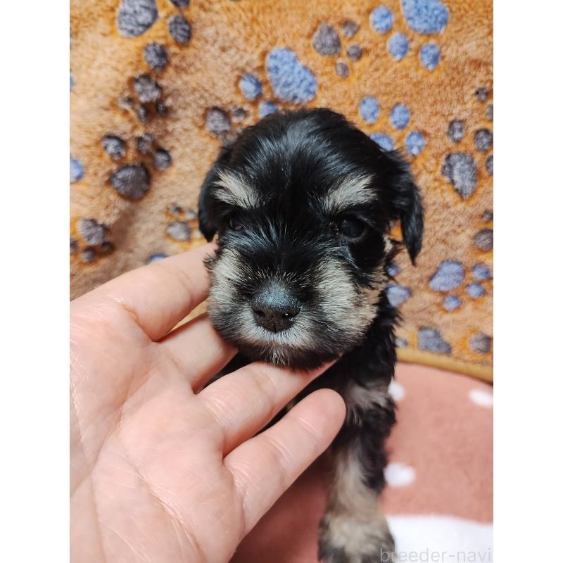 販売中の福岡県のミニチュアシュナウザー-423669の4枚目