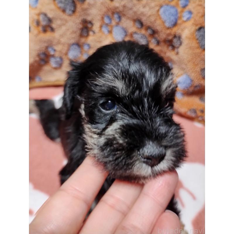 販売中の福岡県のミニチュアシュナウザー-423670の5枚目