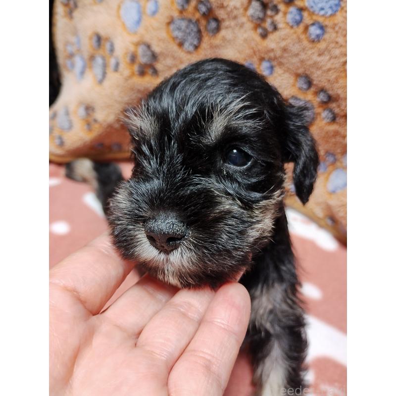 販売中の福岡県のミニチュアシュナウザー-423670の4枚目