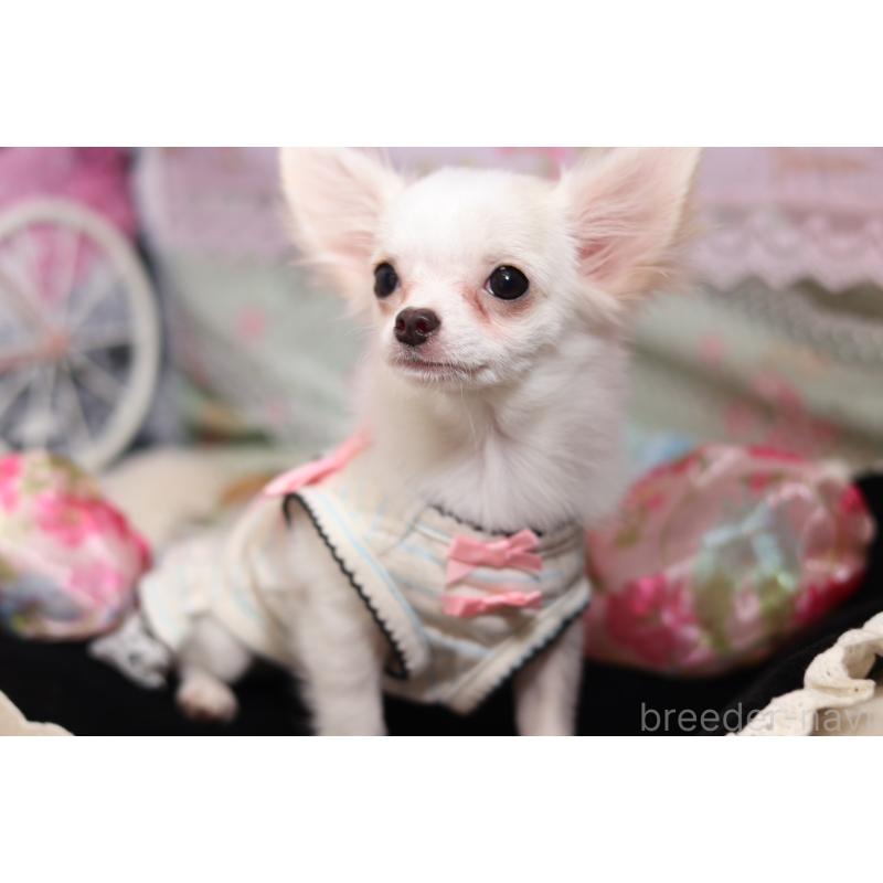 成約済の大阪府のチワワ(ロングコート)-415570の5枚目