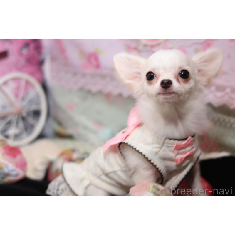 成約済の大阪府のチワワ(ロングコート)-415570の4枚目