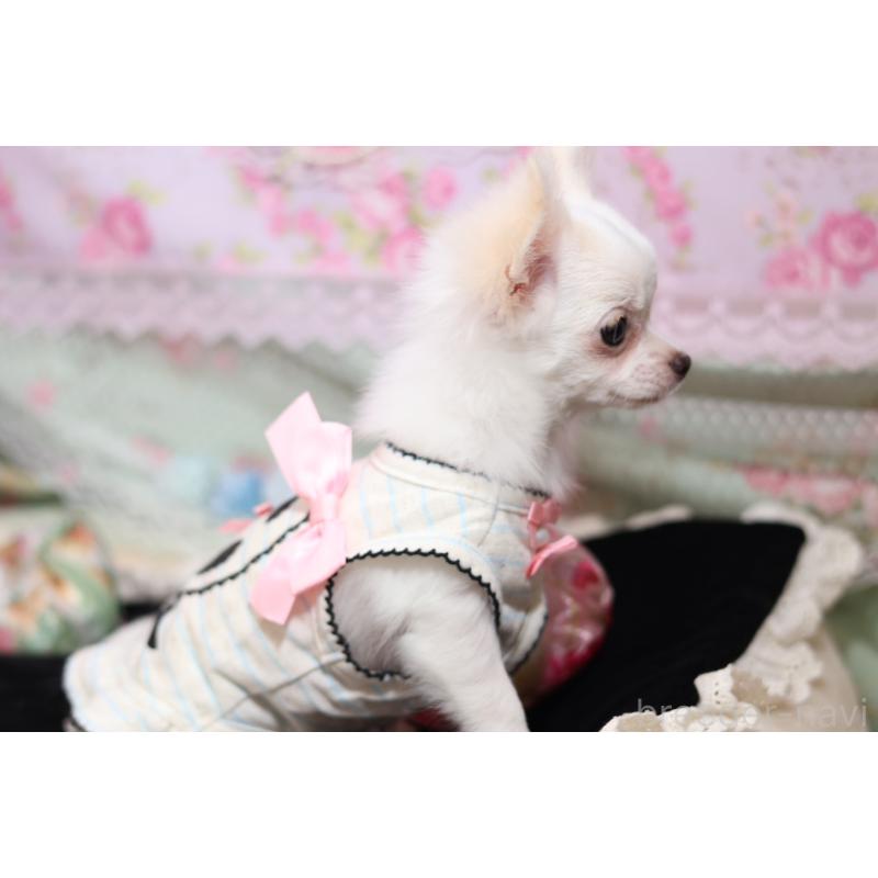 成約済の大阪府のチワワ(ロングコート)-415570の3枚目