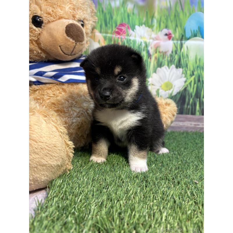 販売中の神奈川県の豆柴-423672の6枚目