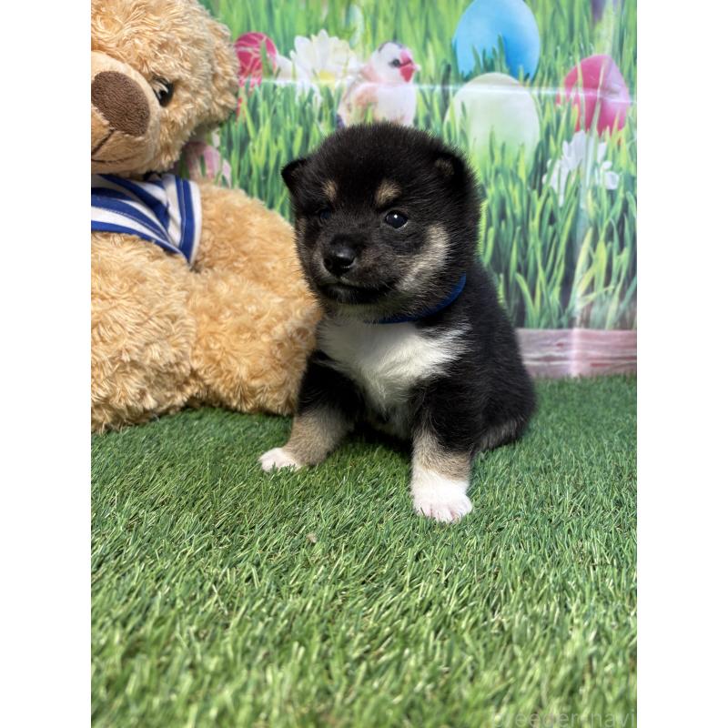 販売中の神奈川県の豆柴-423672の5枚目