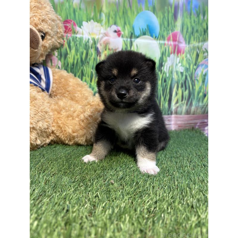 販売中の神奈川県の豆柴-423672の4枚目