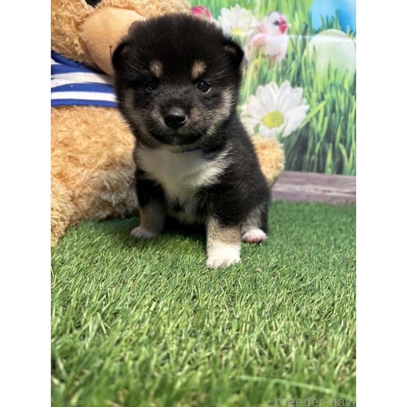 販売中の神奈川県の豆柴-423672の3枚目