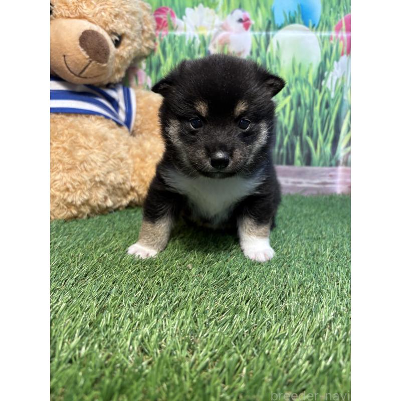 販売中の神奈川県の豆柴-423672の2枚目