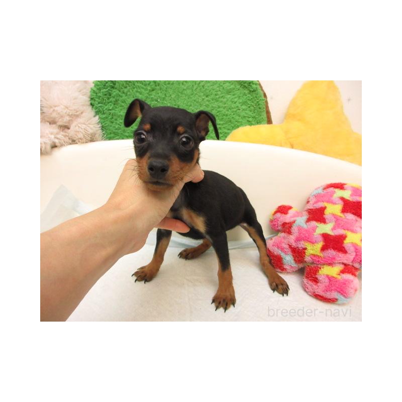 販売中の大阪府のミニチュアピンシャー(ミニピン)-423673の1枚目