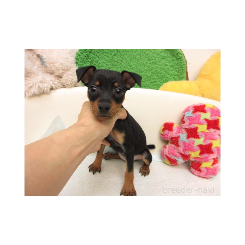 販売中の大阪府のミニチュアピンシャー(ミニピン)-423673の2枚目