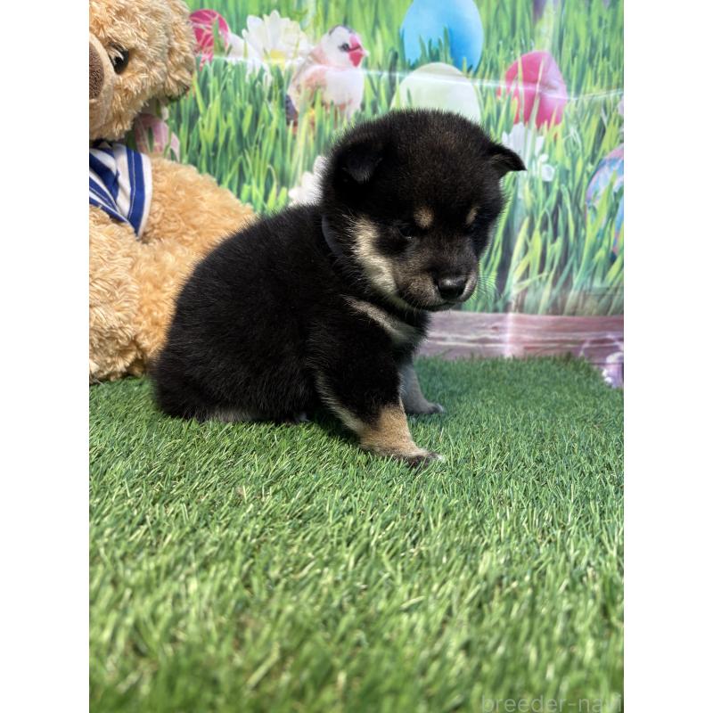 販売中の神奈川県の豆柴-423671の5枚目