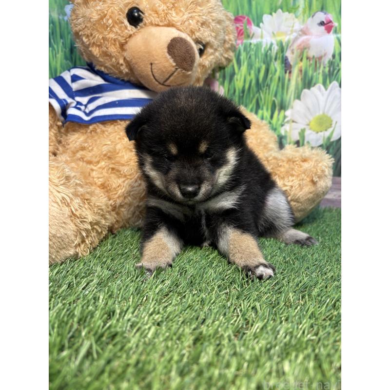 販売中の神奈川県の豆柴-423671の4枚目