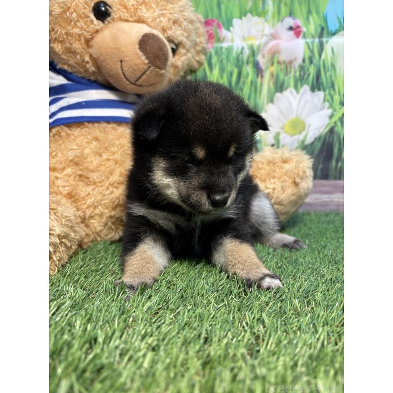 販売中の神奈川県の豆柴-423671の3枚目