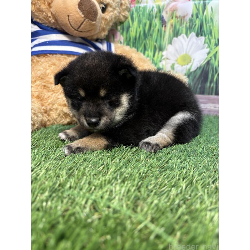 販売中の神奈川県の豆柴-423671の2枚目