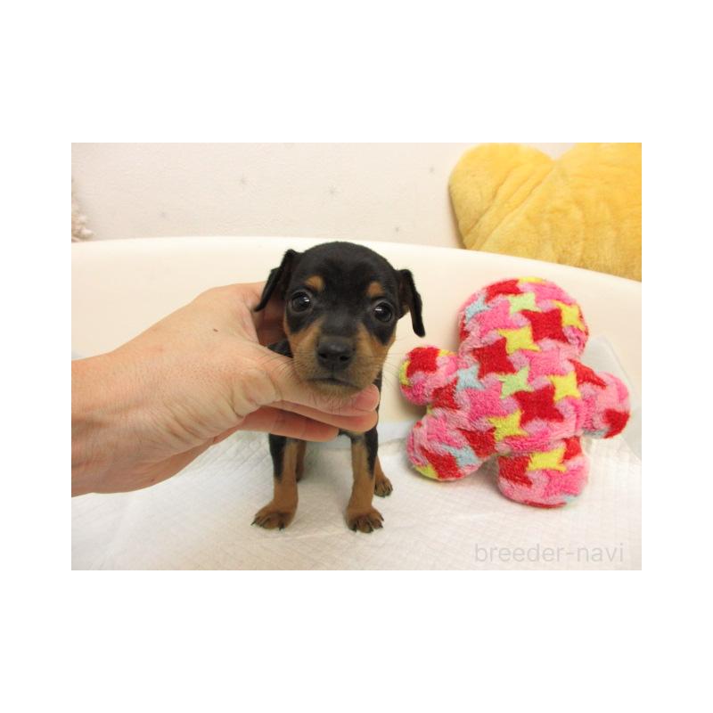 販売中の大阪府のミニチュアピンシャー(ミニピン)-423674の1枚目