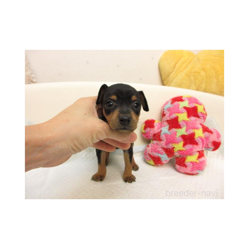 販売中の大阪府のミニチュアピンシャー(ミニピン)-423674の2枚目