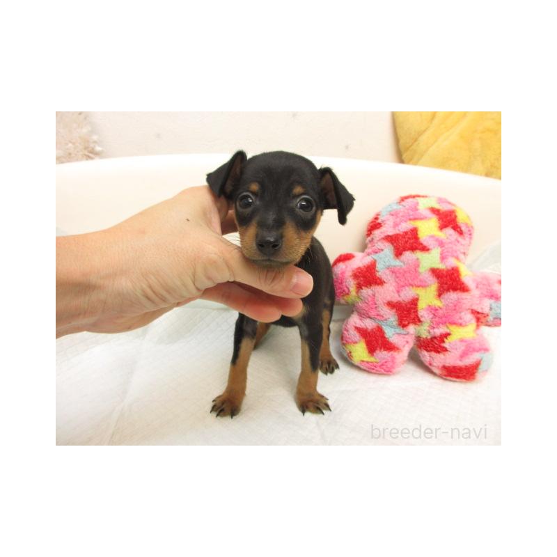 販売中の大阪府のミニチュアピンシャー(ミニピン)-423676の1枚目