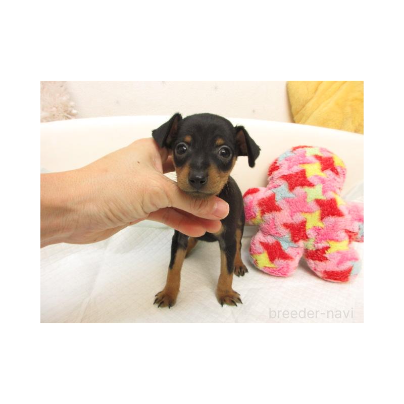 販売中の大阪府のミニチュアピンシャー(ミニピン)-423676の2枚目