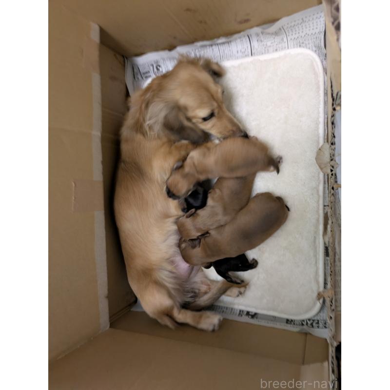 販売中の愛知県のチワックス:チワワ×ミニチュアダックスフンド-423677の4枚目