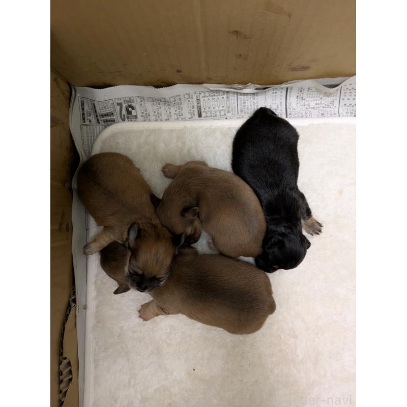 販売中の愛知県のチワックス:チワワ×ミニチュアダックスフンド-423677の3枚目