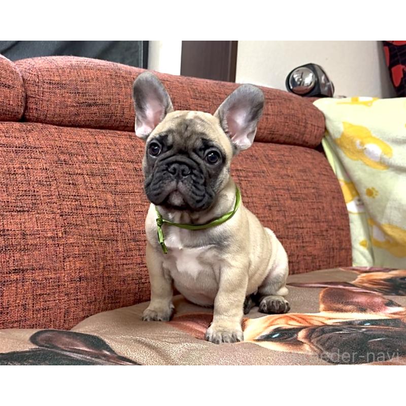 販売中の三重県のフレンチブルドッグ-417863の4枚目