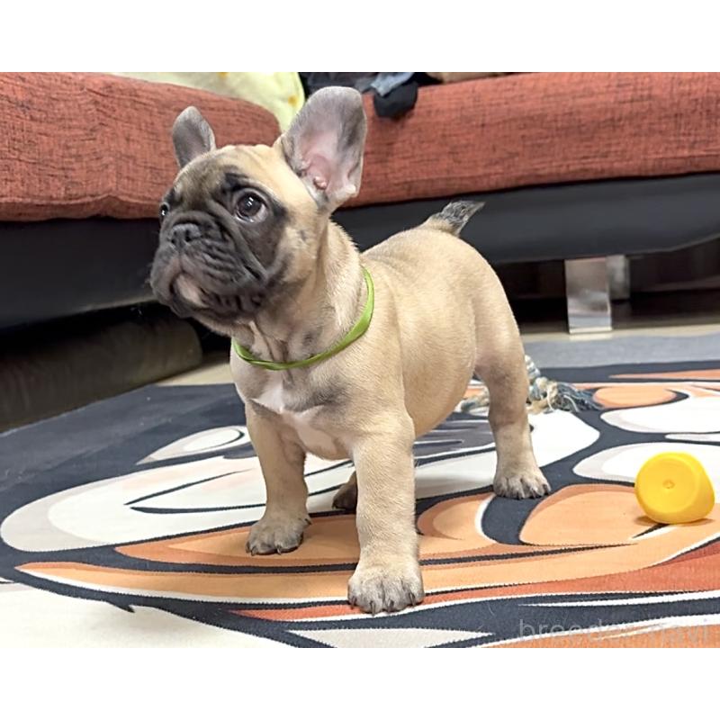 販売中の三重県のフレンチブルドッグ-417863の3枚目