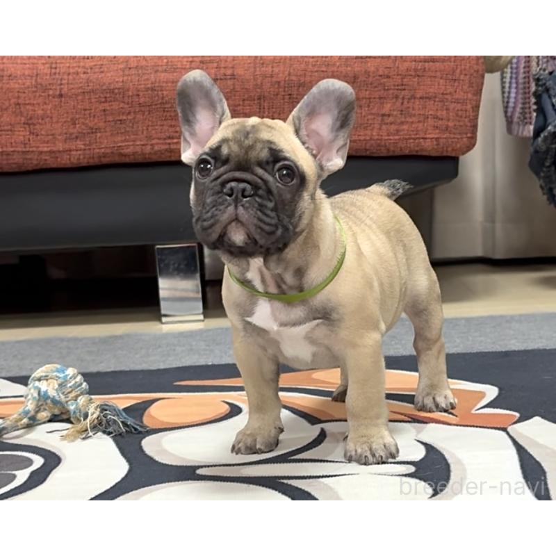 販売中の三重県のフレンチブルドッグ-417863の2枚目