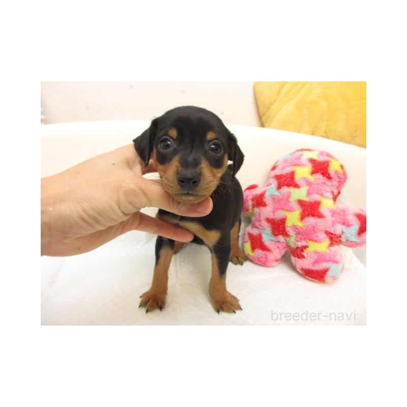 販売中の大阪府のミニチュアピンシャー(ミニピン)-423678