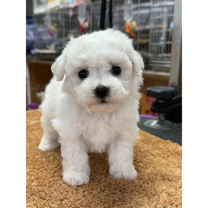 販売中の栃木県のビションフリーゼ-423679の10枚目