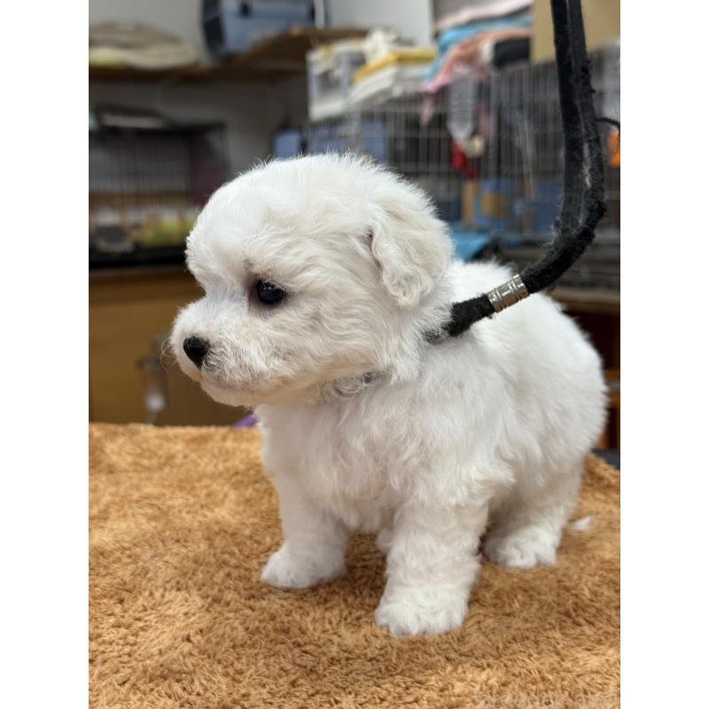 販売中の栃木県のビションフリーゼ-423679の9枚目