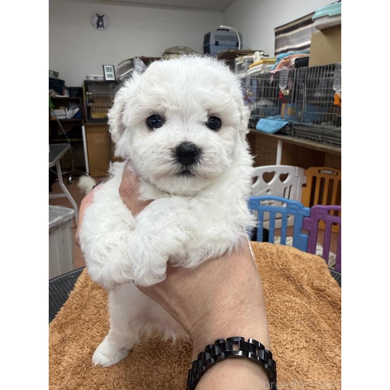 販売中の栃木県のビションフリーゼ-423679の8枚目