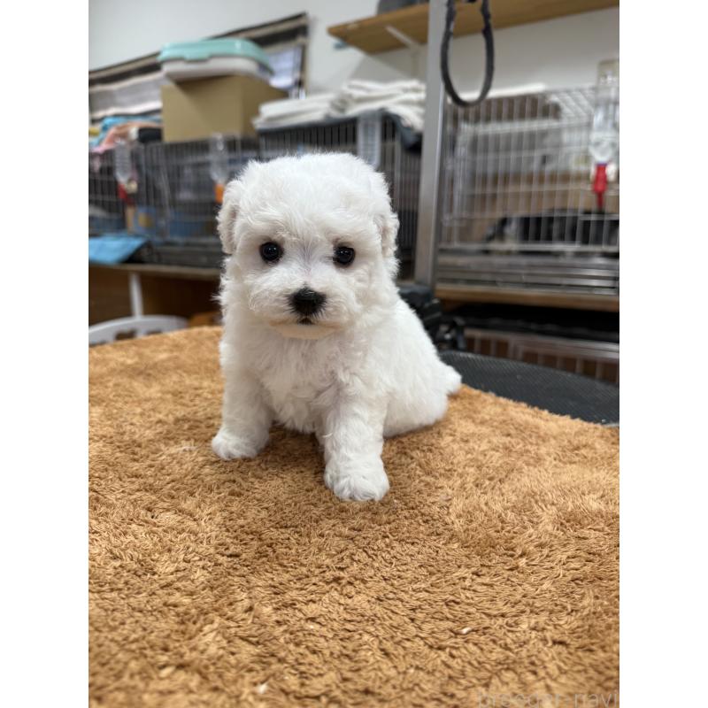 販売中の栃木県のビションフリーゼ-423679の7枚目